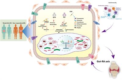 Advances in the implications of the gut microbiota on the treatment efficacy of disease-modifying anti-rheumatic drugs in rheumatoid arthritis